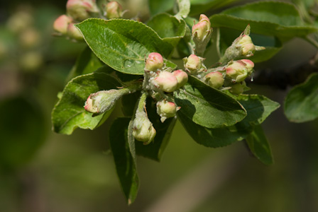 Apple buds