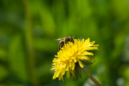 Bee on Dandelion