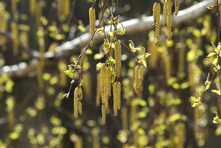 Gold birch catkins