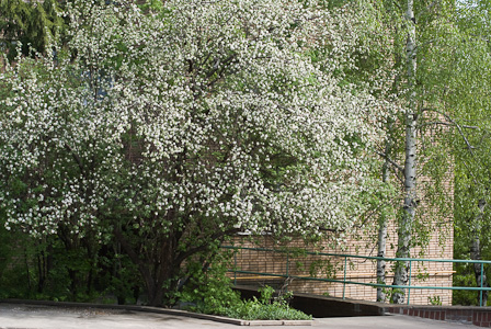 Blooming apple tree