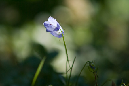 Blue Bellflowers
