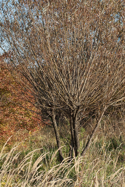 Broom like willow