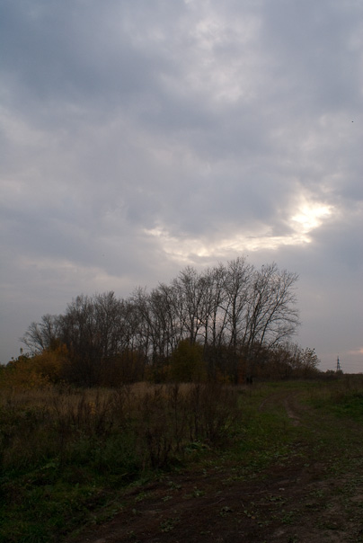 Gray sky, trees and grass