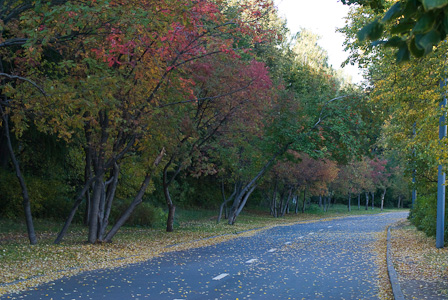 Red and yellow autumn leaves