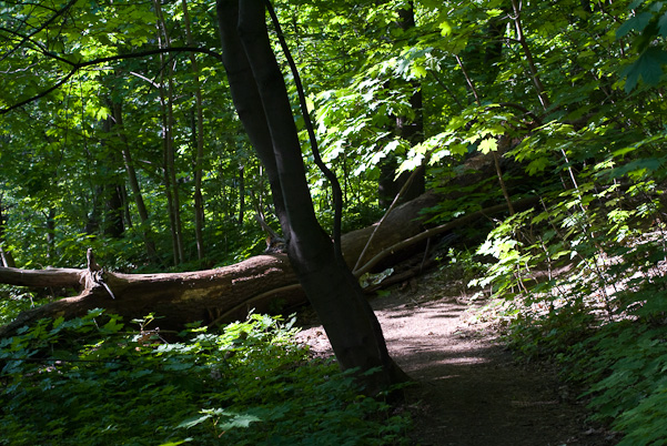Fallen tree blocked the way
