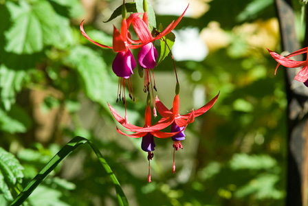 Fuchsia flowers
