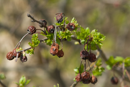 Haw berries