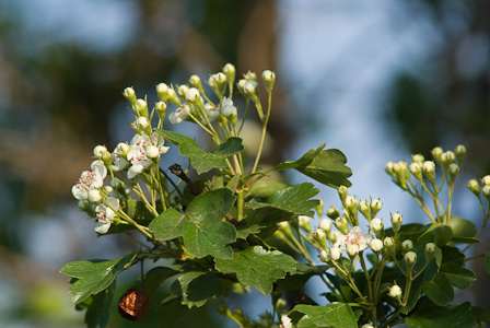 Haw berry, buds and flowers