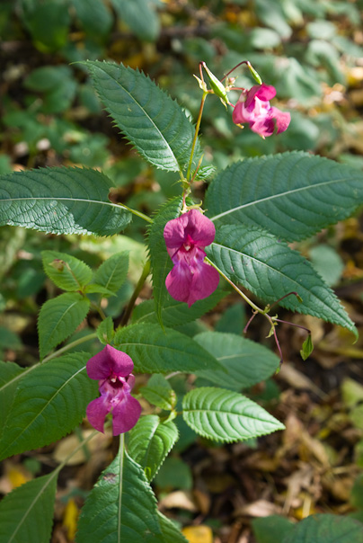 Himalayan Balsam