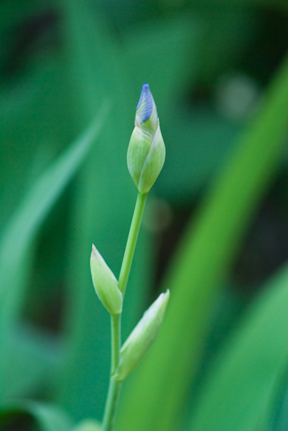Iris bud