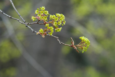 Maple blossoms