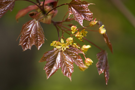 Young red mapple leaves