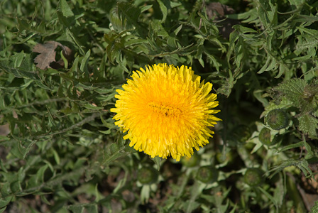 Oval Dandelion