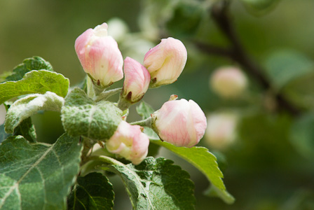 Pink Apple buds