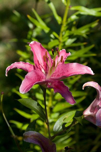 Pink Lily