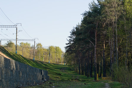 Railway embankment and pines