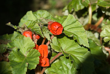 Red Begonia