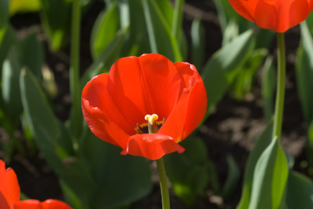 Red tulips with sun