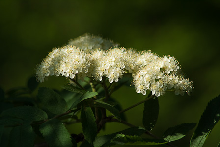 Shiny white rowan blossoms