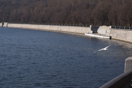 Seagull upon Moscow river