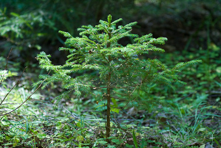 Small Spruce