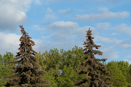 Spruce peaks and cloudy sky