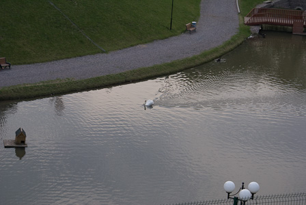 White Swan (Ramenka River)