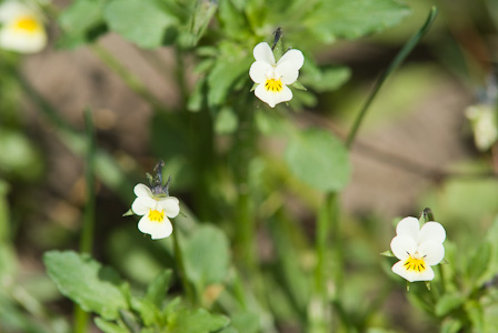 Tricolor Violets