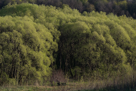 Spring willow grove