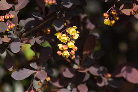 Yellow flowers and purple leaves