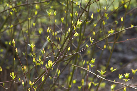 Shining young leaves and branches